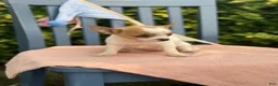 Chihuahua dogs for sale: Honey - Ad 9