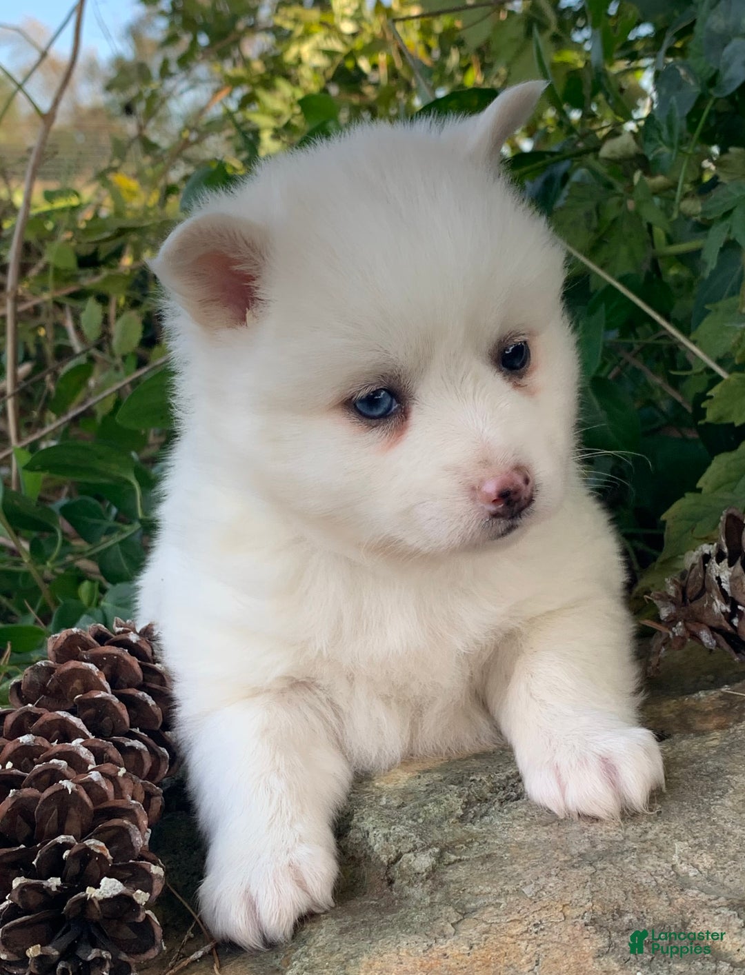 Alaskan Klee Kai dogs for sale: Sweet Petite Baby Willow~!!! - Ad 14
