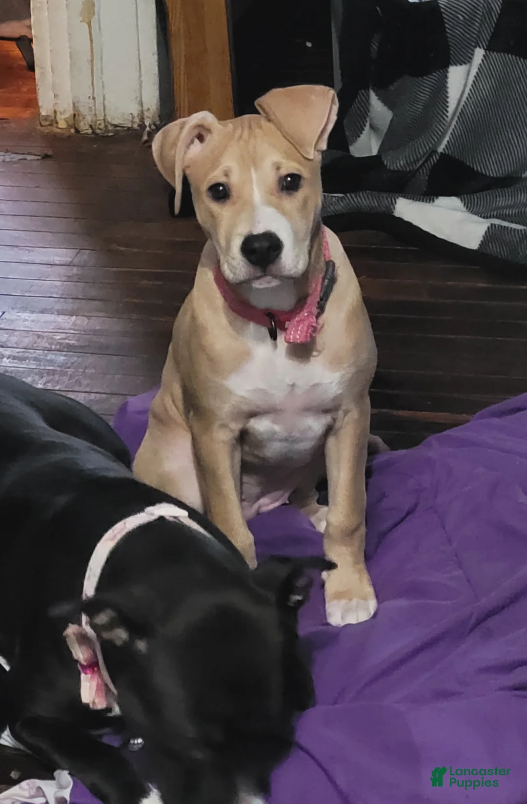 Mixed Breed dogs for sale: Lola  - Ad 2