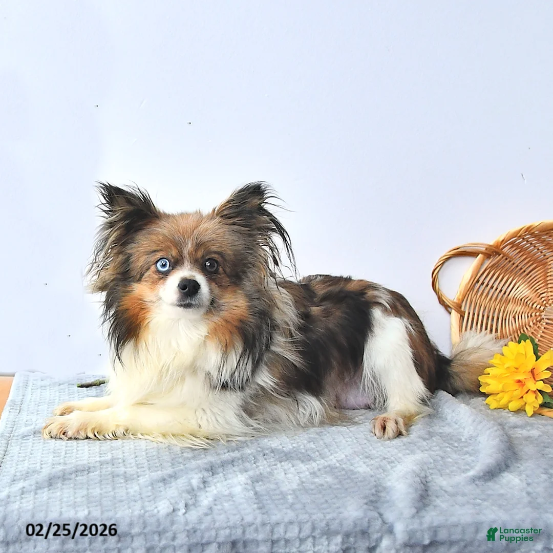 Pomeranian dogs for sale: Tinker - Ad 6