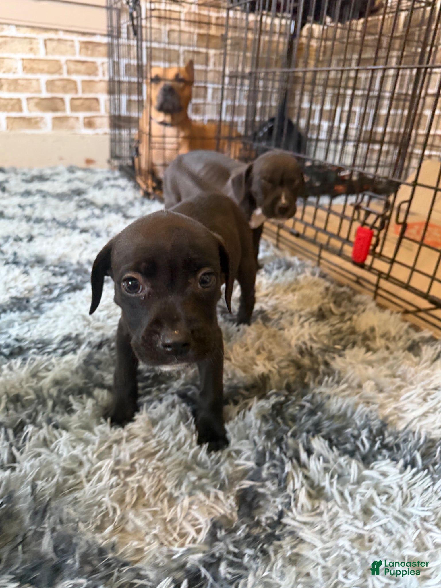 Mixed Breed dogs Mixed Breed Puppy 5 - Ad 30