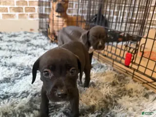 Mixed Breed dogs Mixed Breed Puppy 5 - Ad 30