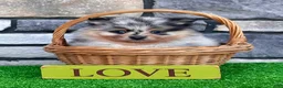 Pomeranian dogs for sale: Flash - Ad 6
