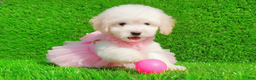 Maltipoo dogs for sale: ANGEL - Ad 1