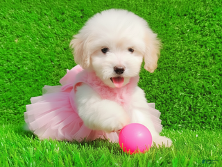 Maltipoo dogs ANGEL - Ad 2
