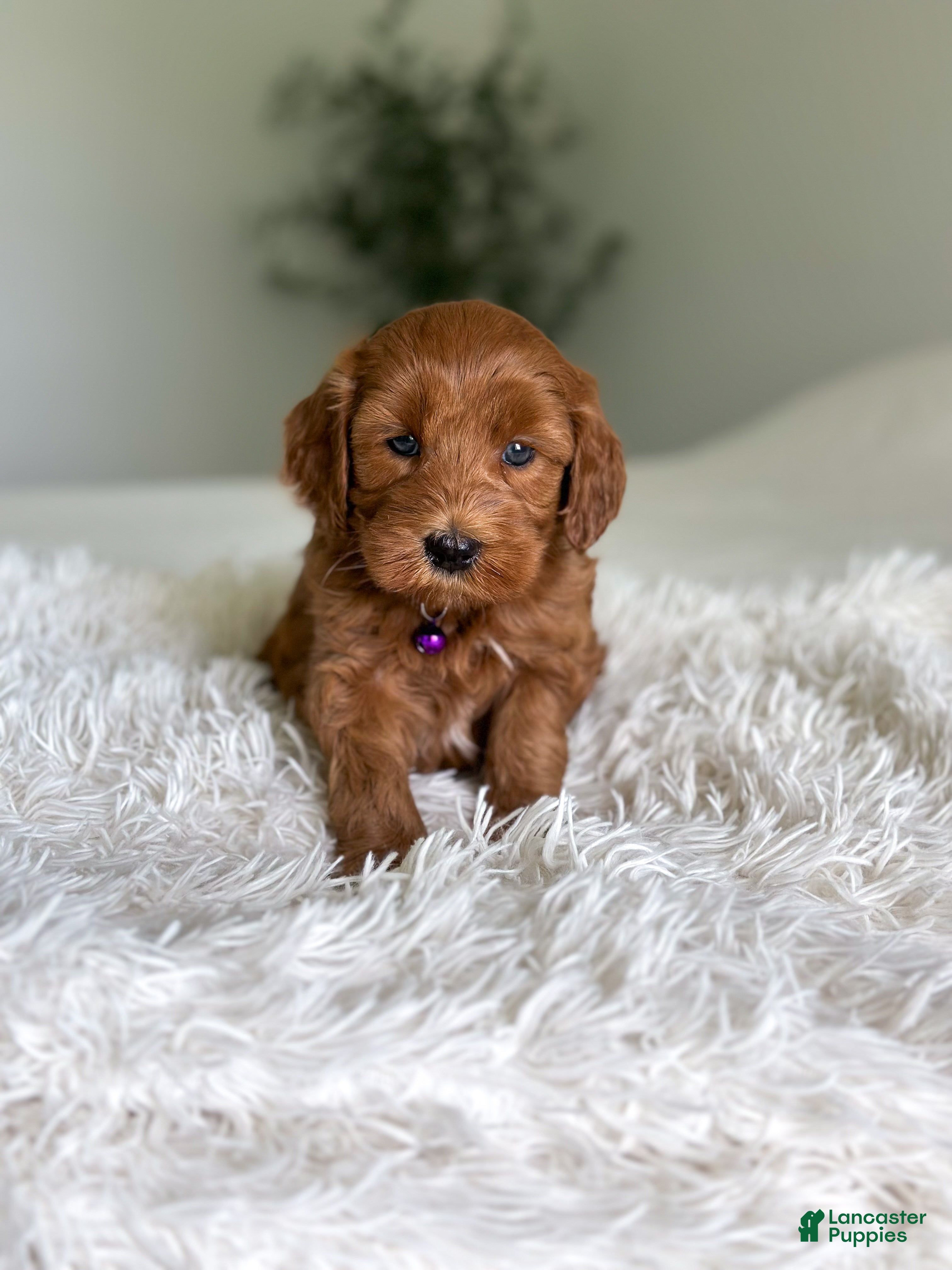 Mini Goldendoodle dogs Ember - Ad 1
