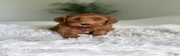 Mini Goldendoodle dogs for sale: Ember - Ad 1