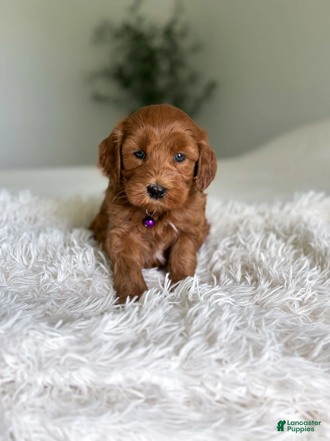 Mini Goldendoodle dogs for sale: Ember - Ad 1