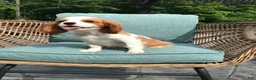 Cavalier King Charles Spaniel dogs for sale: Cavalier King Charles Spaniel 1 - Ad 4