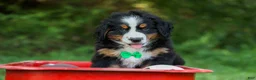 Bernese Mountain Dog dogs for sale: SCOUT - Ad 1