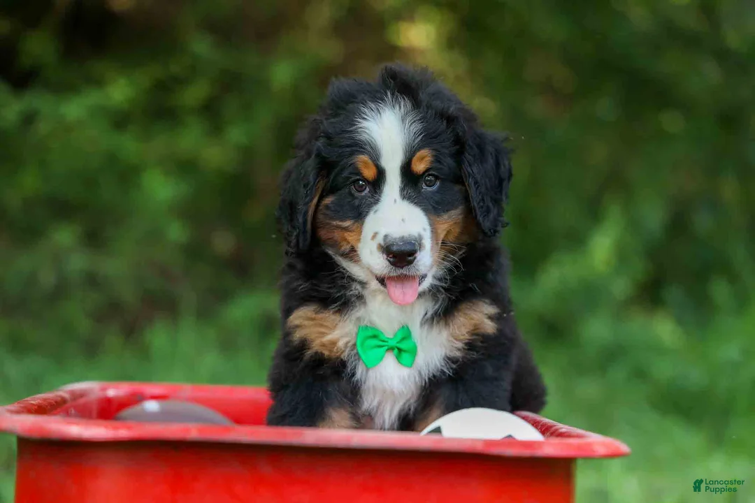 Bernese Mountain Dog dogs for sale: SCOUT - Ad 1
