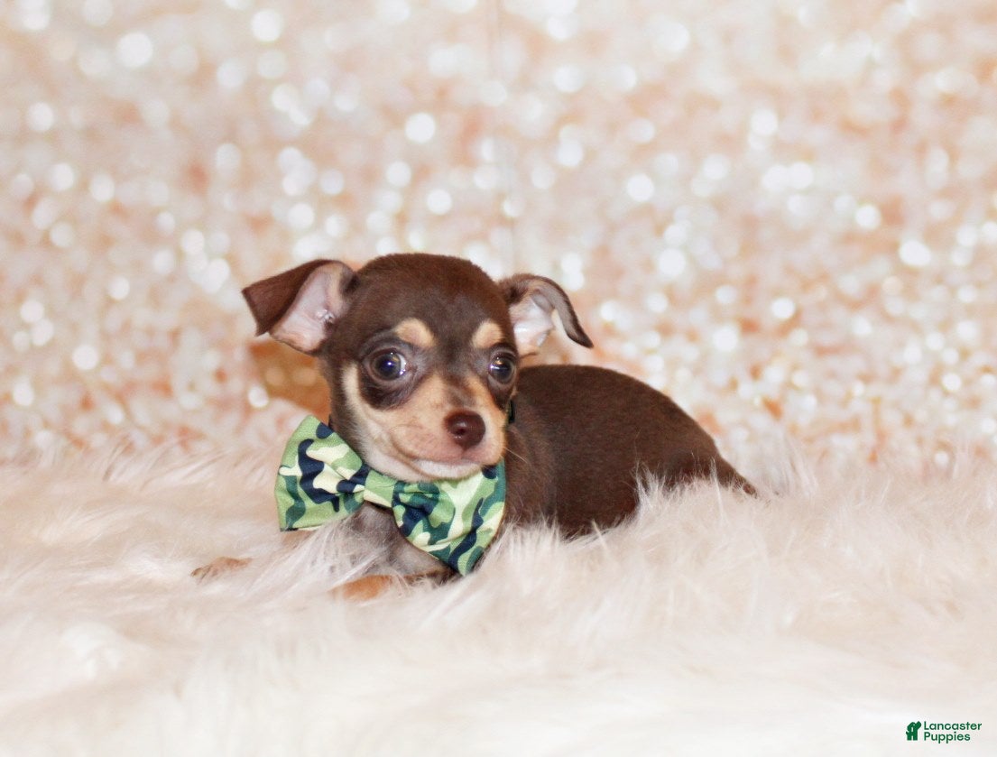 Chihuahua dogs Gossett - Ad 1