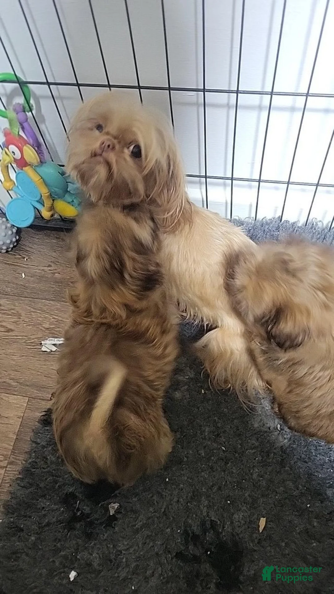 Shih Tzu dogs for sale: Shina - Ad 5