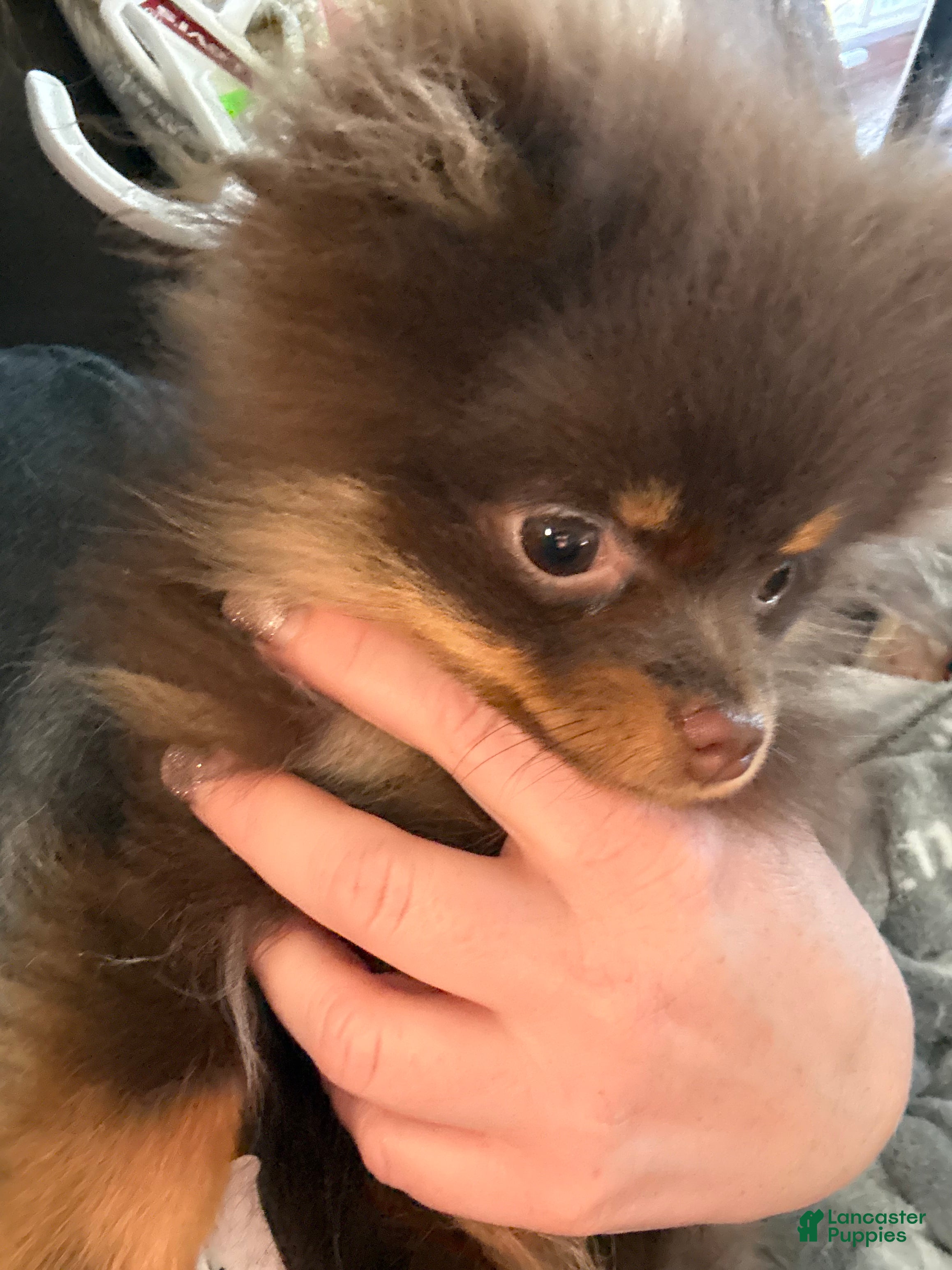 Pomeranian dogs MICRO TEACUP SCAR - Ad 1