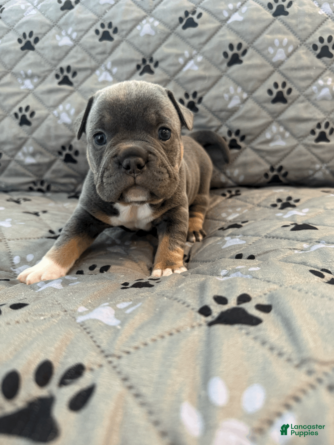 Mixed Breed dogs for sale: Blue Tricolored, Micro Bully Male - Ad 1