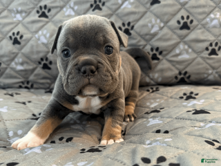 Mixed Breed dogs Blue Tricolored, Micro Bully Male - Ad 18