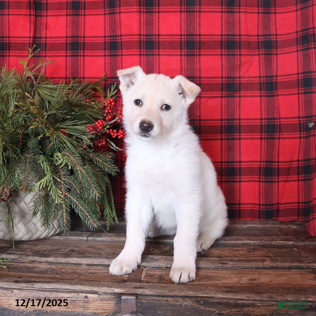 German Shepherd dogs for sale: Noelle - Ad 2