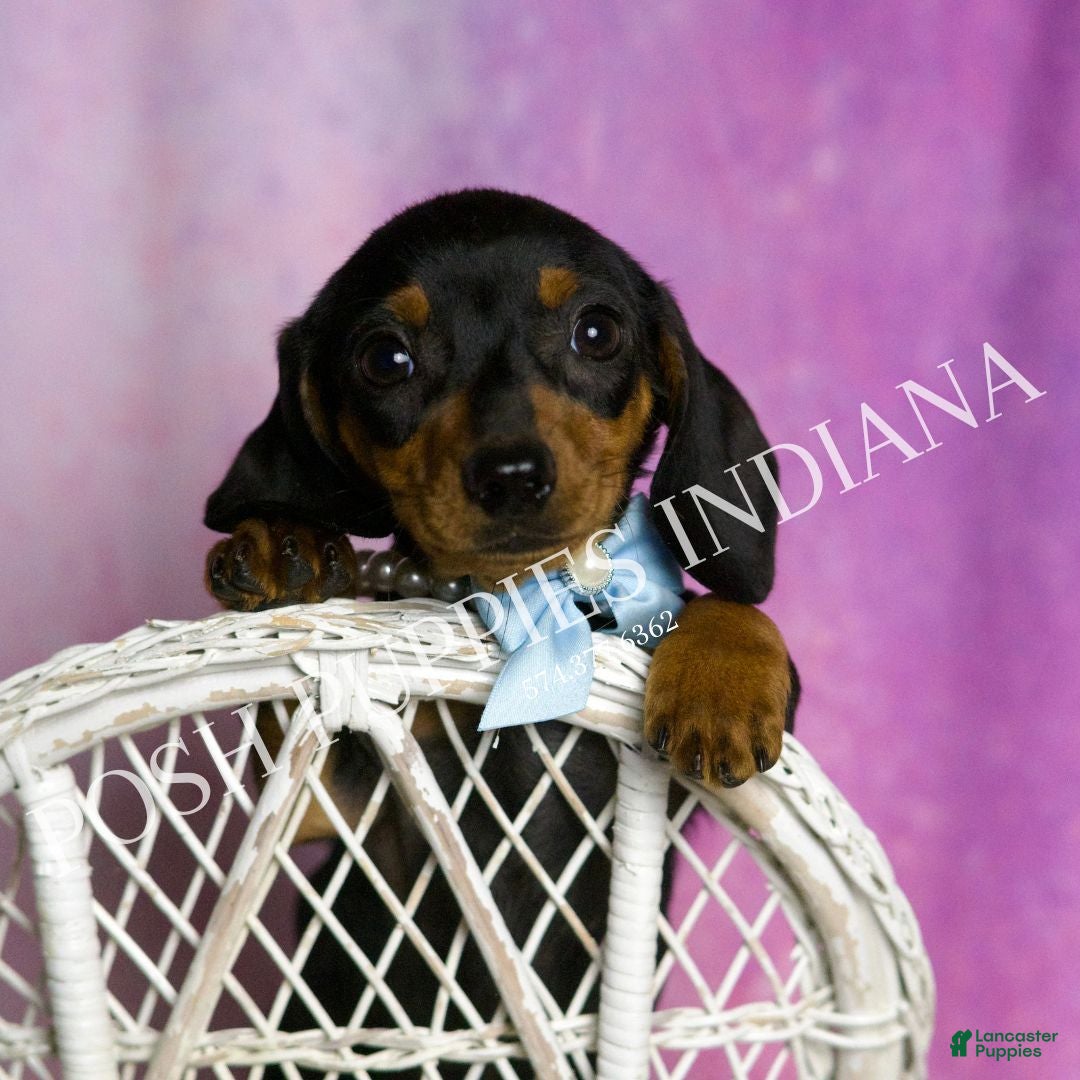 Miniature Dachshund dogs Slinkie - Ad 39