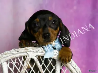 Miniature Dachshund dogs Slinkie - Ad 7