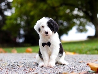 Sheepadoodle dogs - Ad 11