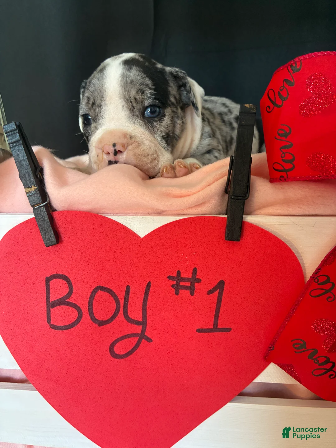 Olde English Bulldogge dogs for sale: Olde English Bulldogge Puppy 1 - Ad 9