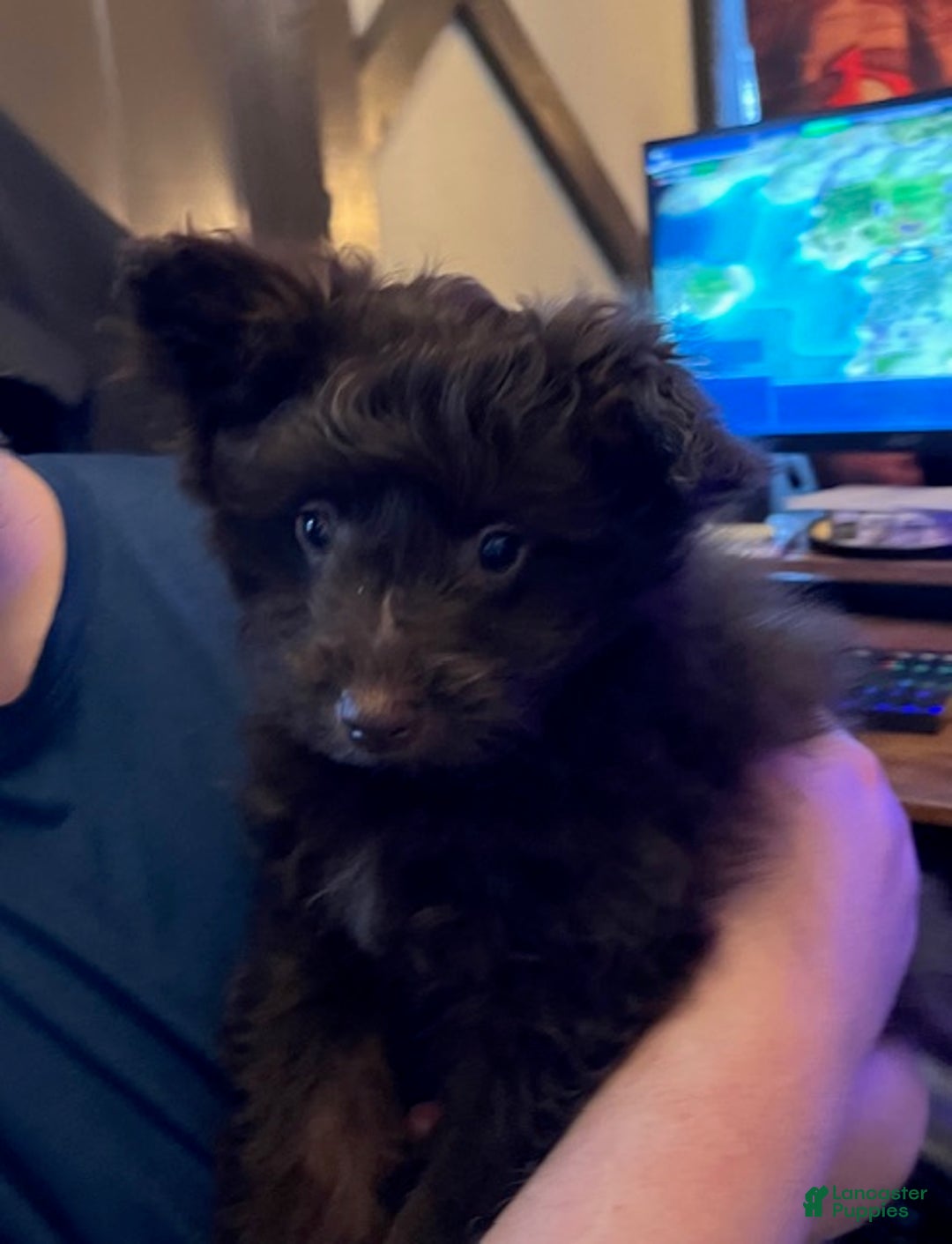 Pomapoo dogs for sale: Clarice - Ad 1