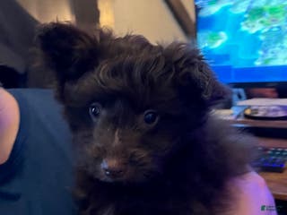 Pomapoo dogs Clarice - Ad 17