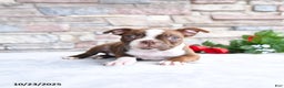 Boston Terrier dogs for sale: Emily - Ad 3