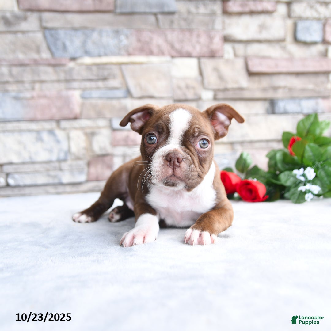 Boston Terrier dogs for sale: Emily - Ad 3