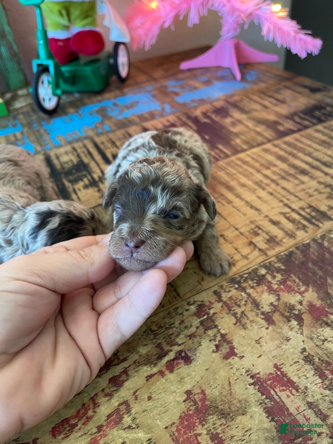 Miniature Poodle dogs for sale: Miniature Poodle Puppy 1 - Ad 35