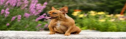 French Bulldog dogs for sale: Diesel - Ad 17