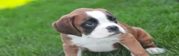 Boxer dogs for sale: Violet - Ad 3
