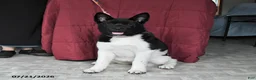 Akita dogs for sale: Kayla - Ad 1