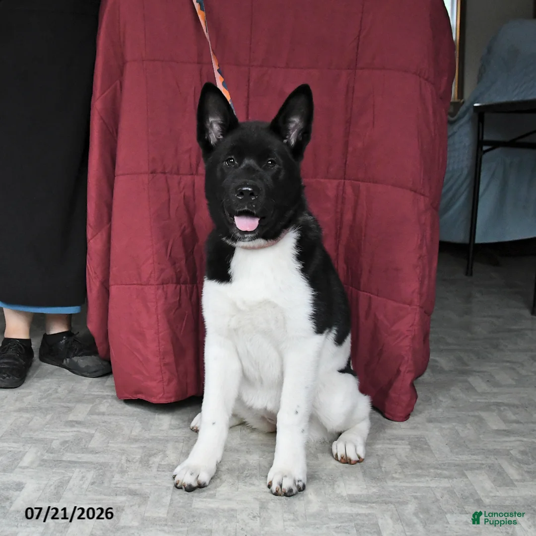 Akita dogs for sale: Kayla - Ad 1