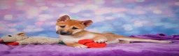 Shiba Inu dogs for sale: Luna - Ad 11