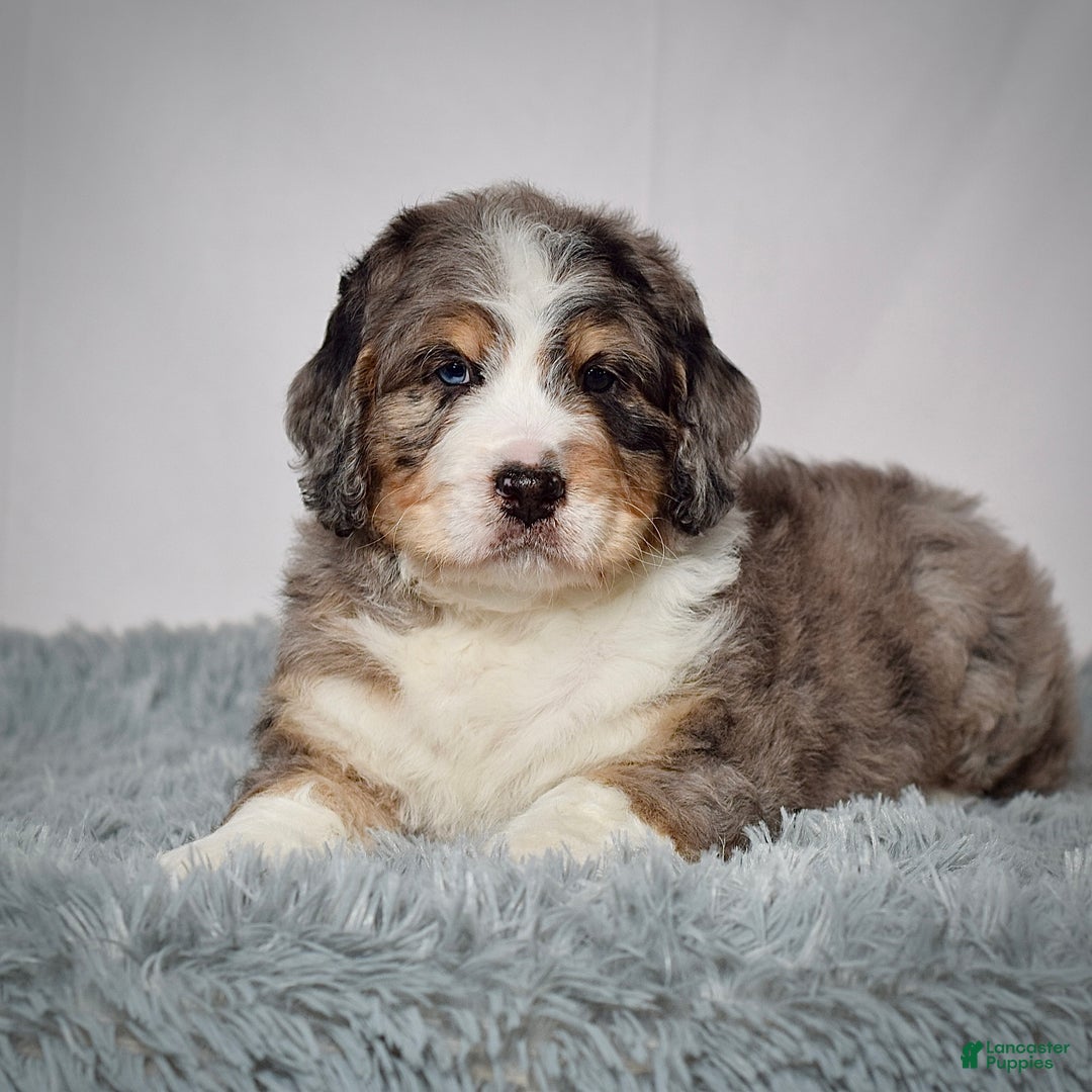 Bernedoodle dogs for sale: Mr. Sammy - Ad 6
