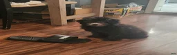 Toy Poodle dogs for sale: Leah - Ad 1