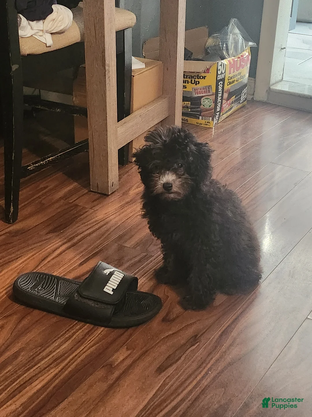 Toy Poodle dogs for sale: Leah - Ad 1