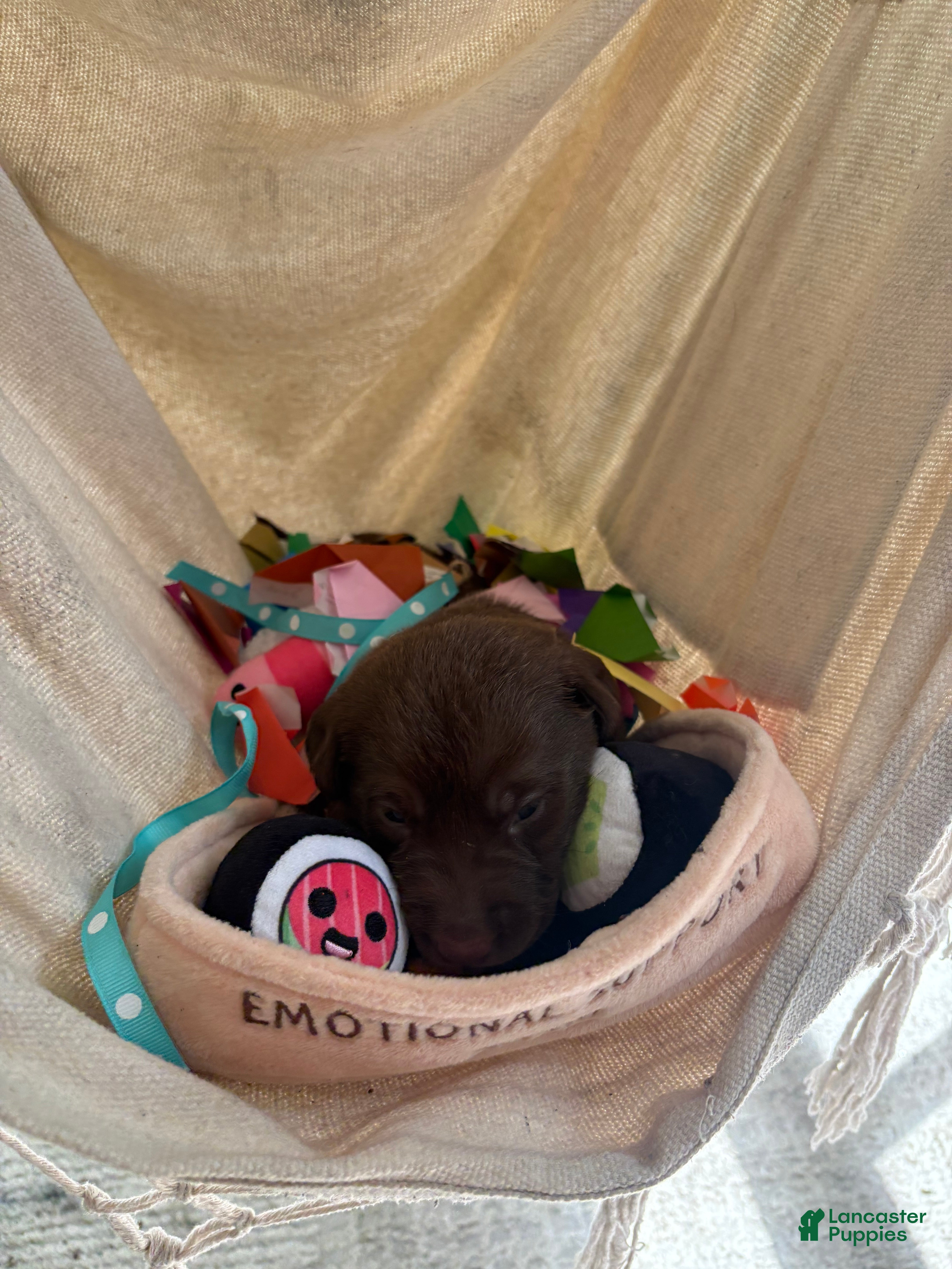 Labrador Retriever dogs Millie - Ad 4