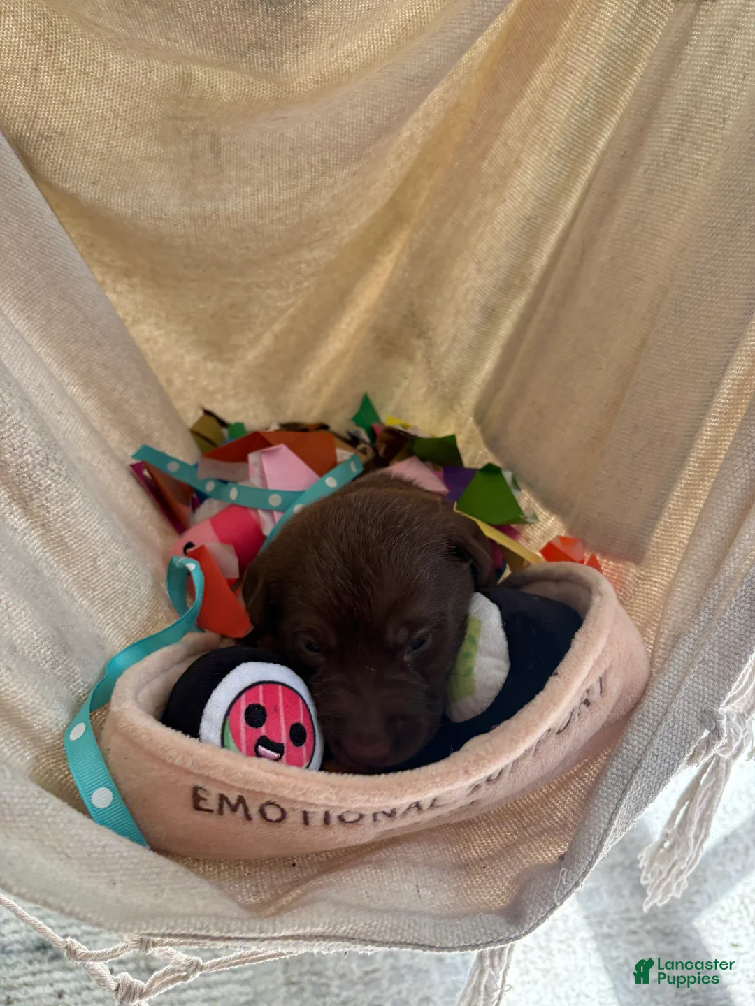 Labrador Retriever dogs for sale: Millie - Ad 1