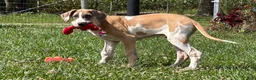 Great Dane dogs for sale: Parker Great Dane  - Ad 7