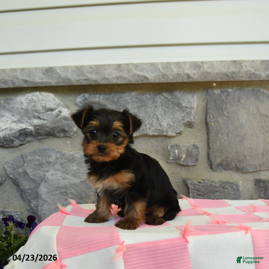 Yorkshire Terrier dogs Taffy - Ad 1