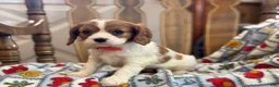 Cavalier King Charles Spaniel dogs for sale: Mickey - Ad 4