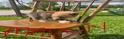 Welsh Corgi Pembroke dogs for sale: Maden - Ad 2