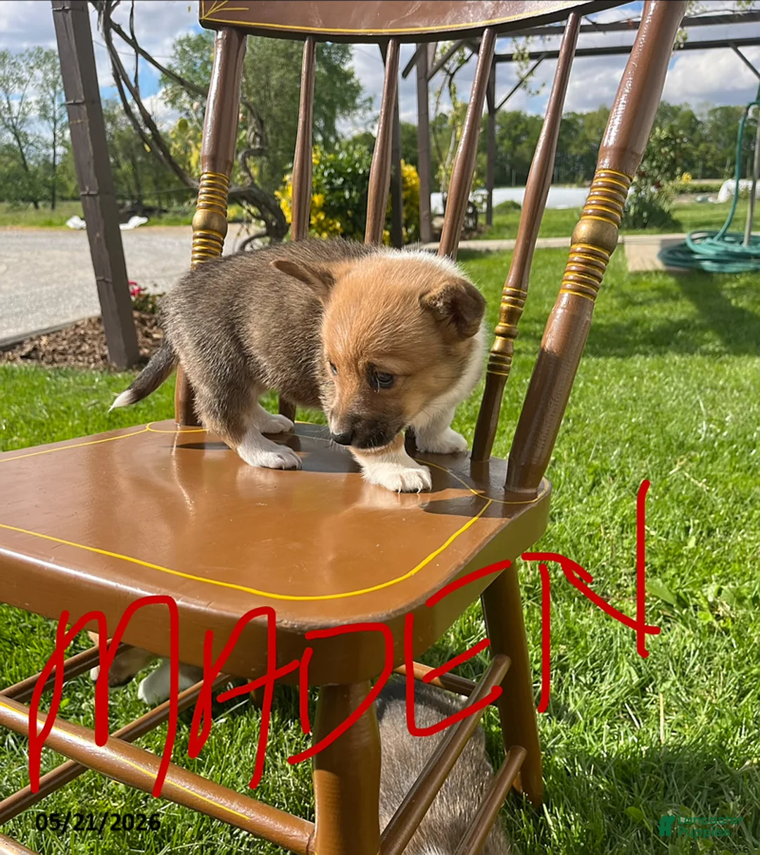 Welsh Corgi Pembroke dogs for sale: Maden - Ad 2