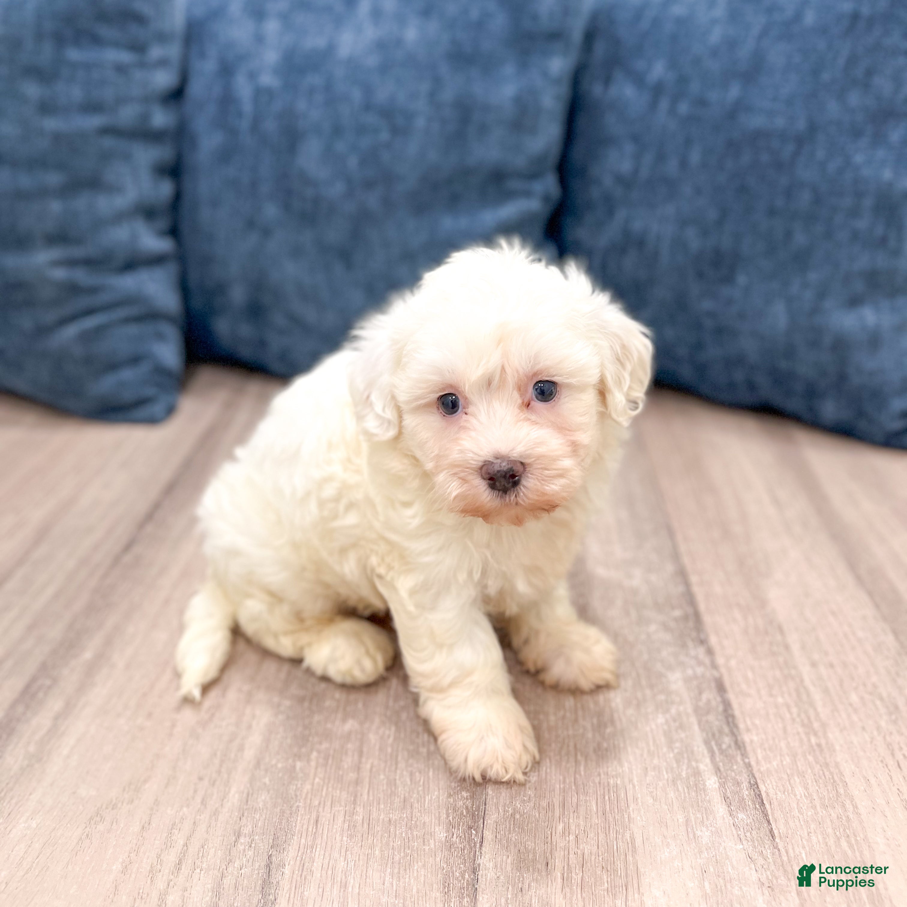 Havanese dogs Hank - Ad 1