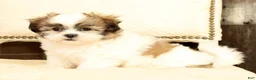 Malshi dogs for sale: Braxton - Ad 5