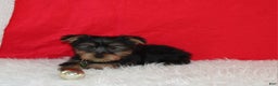 Yorkshire Terrier dogs for sale: Dustin - Ad 9