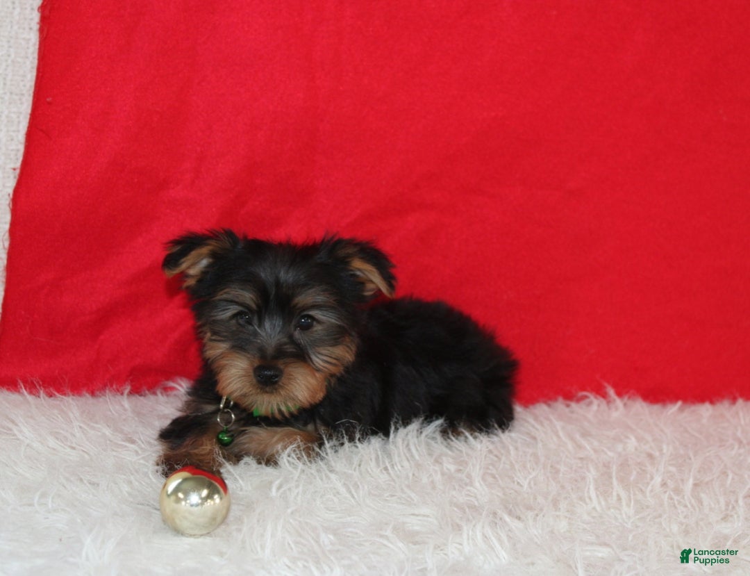 Yorkshire Terrier dogs for sale: Dustin - Ad 9