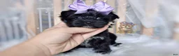 Morkie dogs for sale: Korean Moana - Ad 3